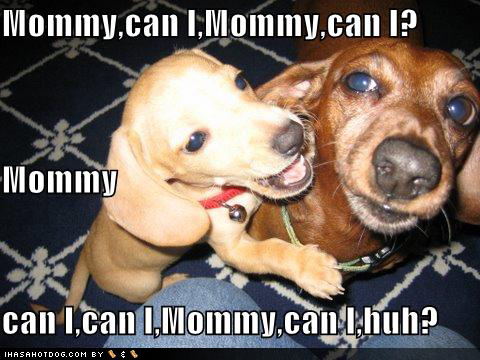 Funny Dachshund Puppy