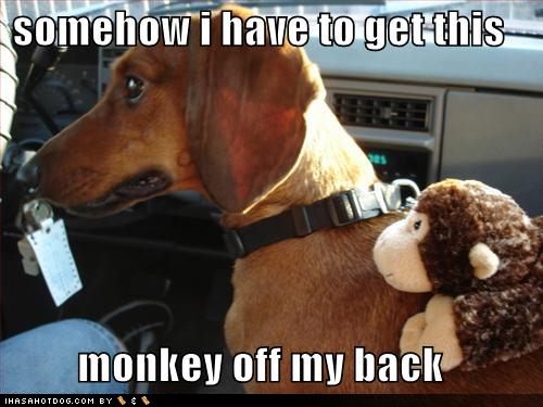 funny-dog-pictures-need-to-get-monkey-off-back.jpg